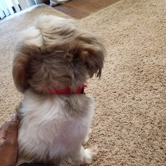 Meet your Posher, Randi - Picture 1 of 1